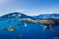 Обитатели Карибского моря Обитатели Карибского моря