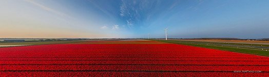 Тюльпановые поля в Голландии №7 Тюльпановые поля в Голландии №7